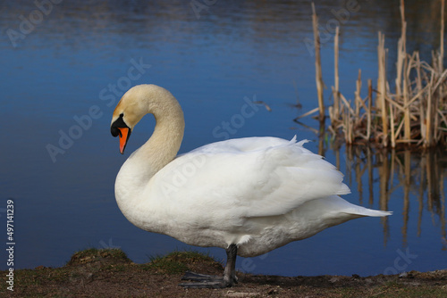 A Lone Mute Swan Walking beside a Lake in a Nature Reserve. County Durham  England  UK.