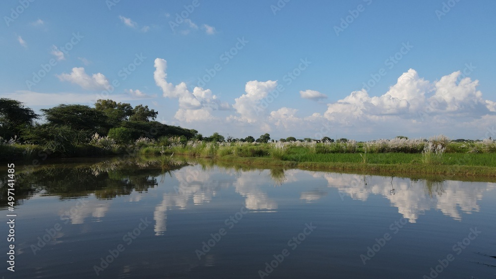 A closeup of a small lake adjacent to rice fields with clouds reflected in the water. 