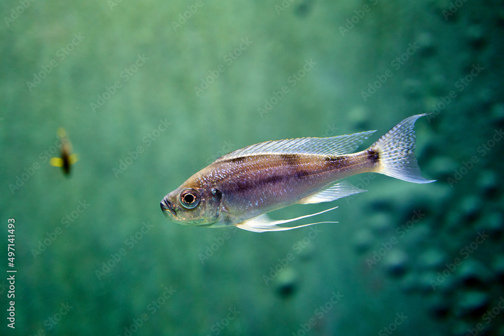 Diamond tetra fish in water on green backrgound