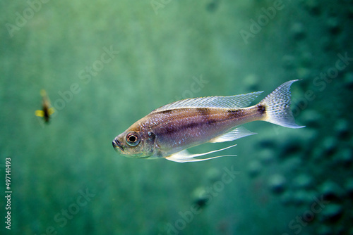 Obraz na płótnie Diamond tetra fish in water on green backrgound w salonie