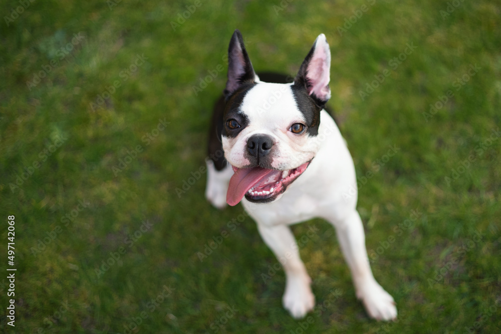 Boston Terrier puppy with white marking around one eye, sitting on grass looking up at the camera. The cute dog has an open mouth with the tongue out and to one side. Boston Terrier puppy with white marking around one eye, sitting on grass looking up at the camera. The cute dog has an open mouth with the tongue out and to one side.