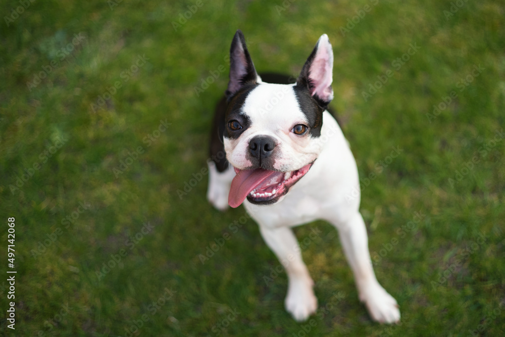 Boston Terrier puppy with white marking around one eye, sitting on grass looking up at the camera. The cute dog has an open mouth with the tongue out and to one side.