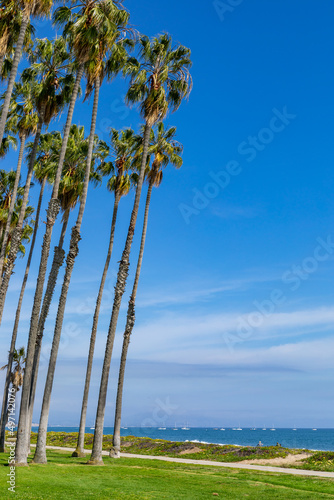Tropical tall palm trees on the beach of Santa Barbara, California, USA. © Curioso.Photography