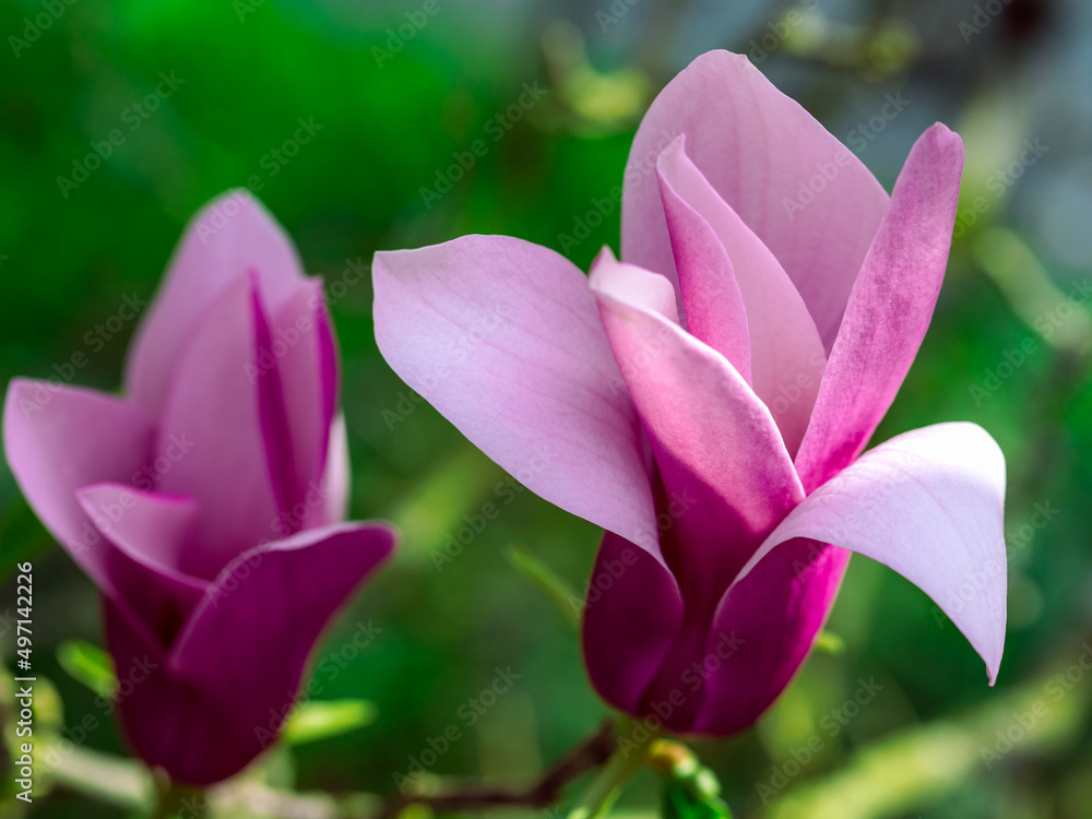 Magnolia Magnolia