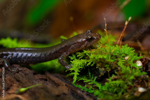 Ravine Salamander Rests on Moss
