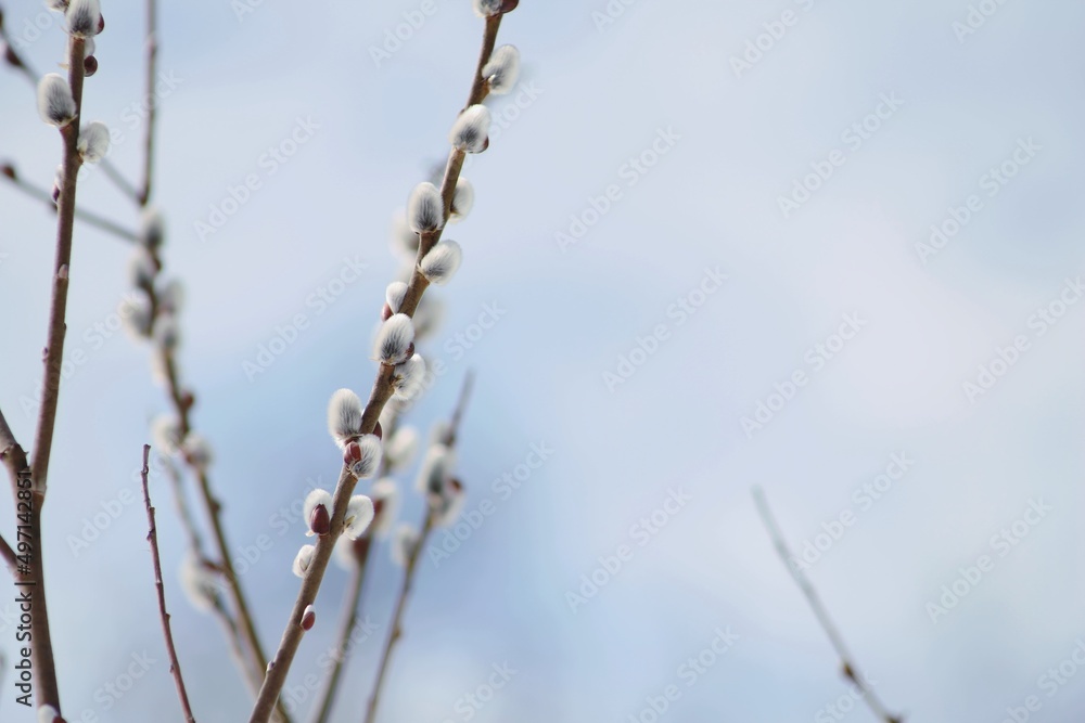 Willow branches with white fluffy catkins against a blue sky. Pussy willow is blooming in springtime. Easter sunny background. Copy space right. Gentle spring blue background with white willow catkins Willow branches with white fluffy catkins against a blue sky. Pussy willow is blooming in springtime. Easter sunny background. Copy space right. Gentle spring blue background with white willow catkins