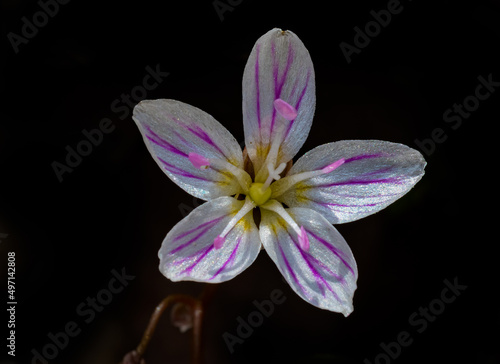 Claytonia caroliniana  Carolina spring-beauty  wildflower of North Carolina