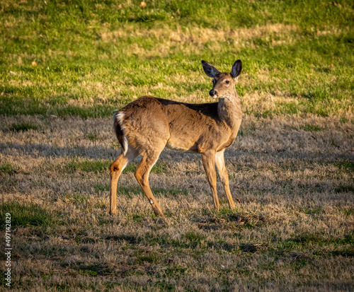 Young white tailed deer stops and investigate danger