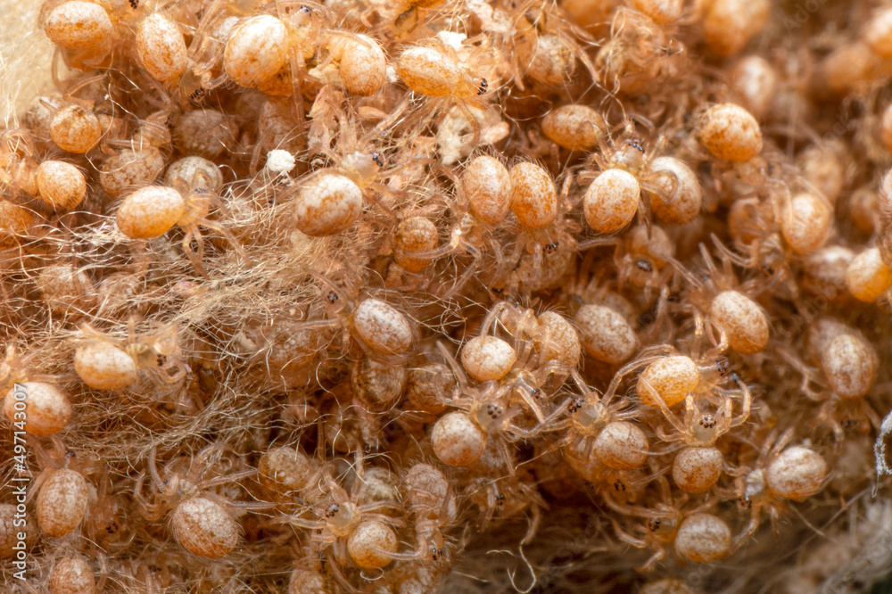Close up Spider's nest, Cobweb spider. They started making silk to protect their bodies and their eggs. Close up Spider's nest, Cobweb spider. They started making silk to protect their bodies and their eggs.