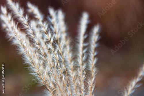 Delicate spikelets of reeds are shot close-up.