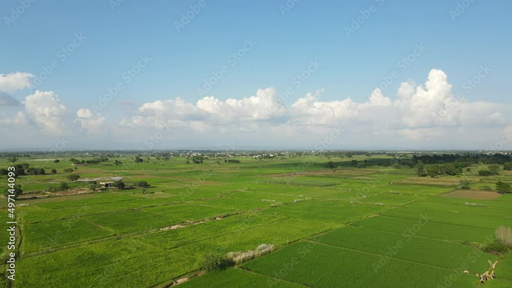 Drone flying over rice fields and moving towards hills, in a clear sunny day with some beautiful clouds in the blue sky. Drone flying over rice fields and moving towards hills, in a clear sunny day with some beautiful clouds in the blue sky.