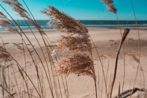 Fototapeta Naklejka Na Ścianę i Meble -  Common reeds at the coast of Baltic sea. Dry reeds in the wind. Main vegetation of Baltic sea shores.