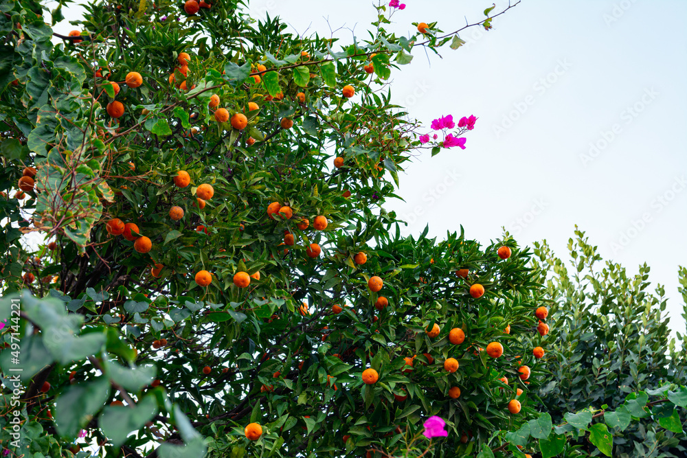 Mandarin tree with ripening fruits. Harvest tangerines on a tree