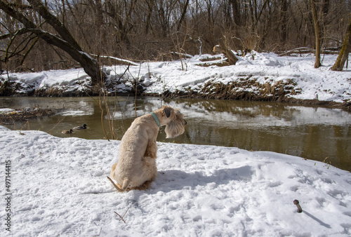 A red-haired dog is sitting on a snow-covered bank above the river.