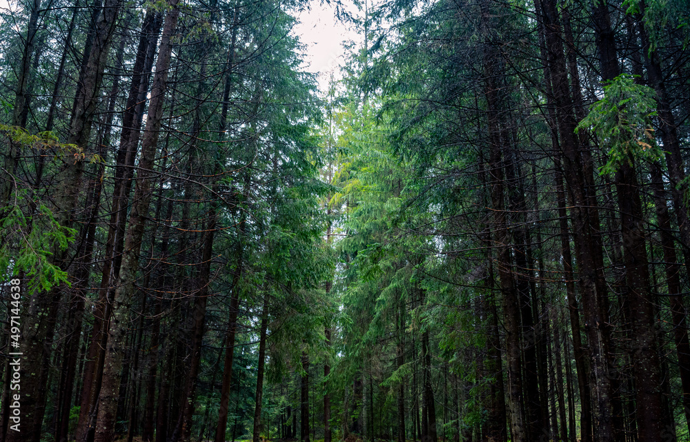 Obraz premium Beautiful Carpathian forest. Green tall firs grow densely, light breaks through the branches