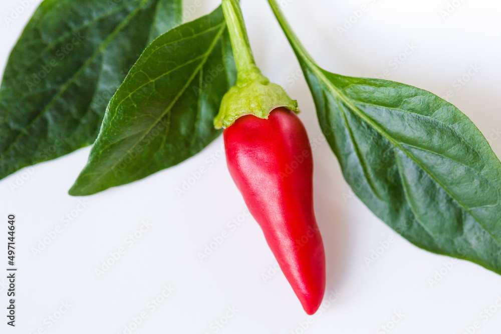 Red chilli pepper and green leaves isolated on a white background. Red chilli pepper and green leaves isolated on a white background.