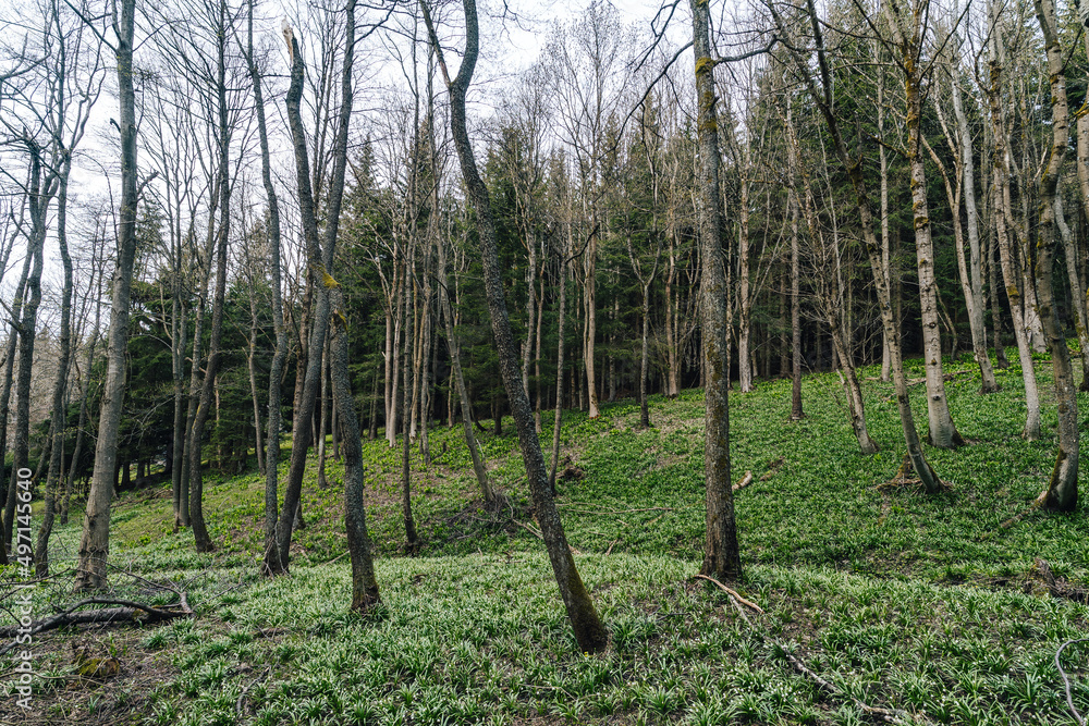 A forest full of spring snowflake flowers (Leucojum Vernum). Spring forest. A forest full of spring snowflake flowers (Leucojum Vernum). Spring forest.