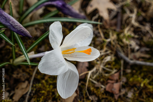 White crocus flower, fully opened. Close up image, twigs, leaves, moss.