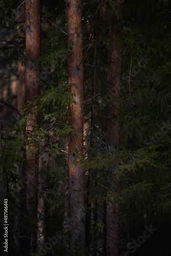 Fototapeta Naklejka Na Ścianę i Meble -  Spring forest in northern latitudes.