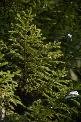 Soft fir branches in the spots of the sunlight