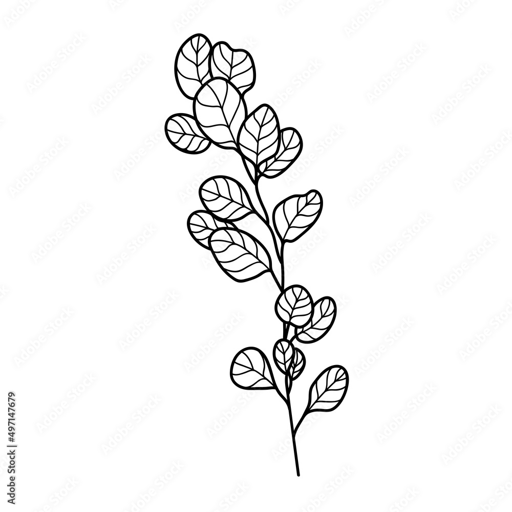 illustration of a branch of lilac illustration of a branch of lilac