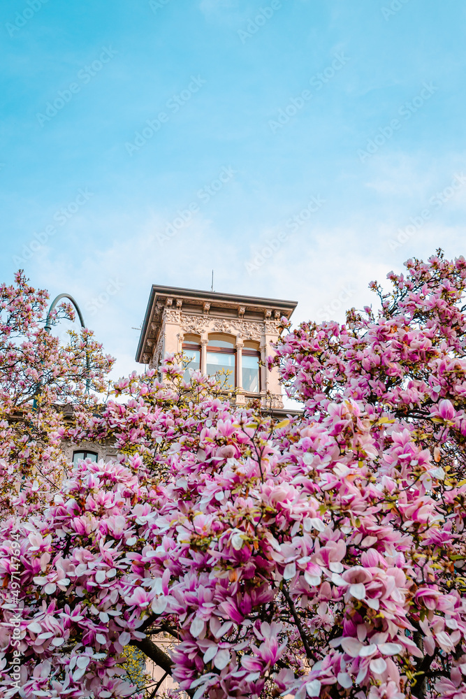 Milanese building with pink magnolia flowers in the foreground during flowering, vertical