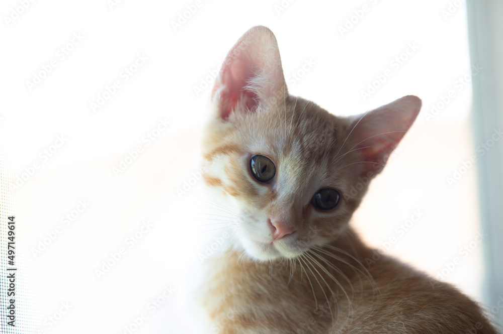 yellow kitten in a window