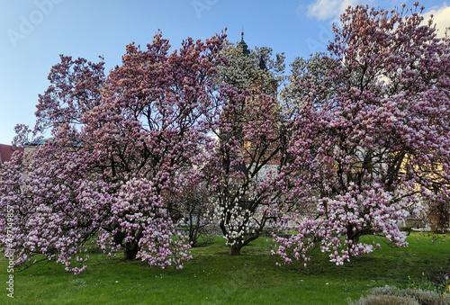 Pink blossom magnolia tree in spring at sunset