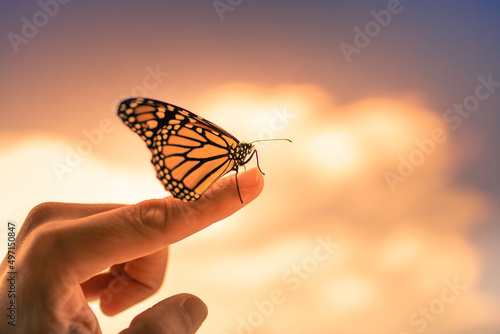 Canvas Print closeup of butterfly resting on persons finger