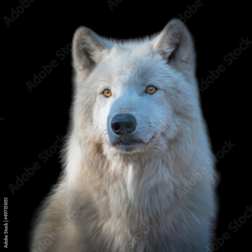 Ausgewachsener Polarwolf mit schwarzen Hintergrund photo