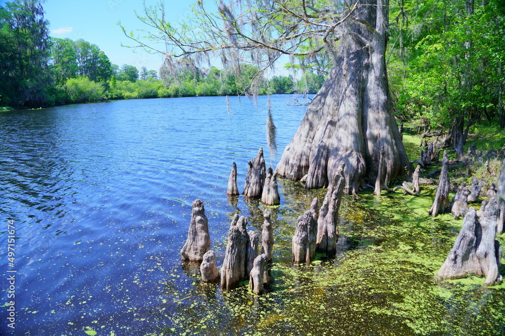 Landscape of Hillsborough river at Tampa, Florida	
