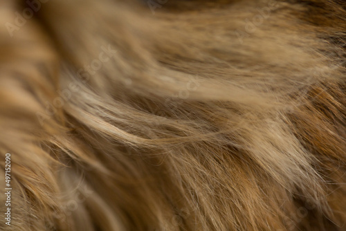 Background texture cat fur, wool close up