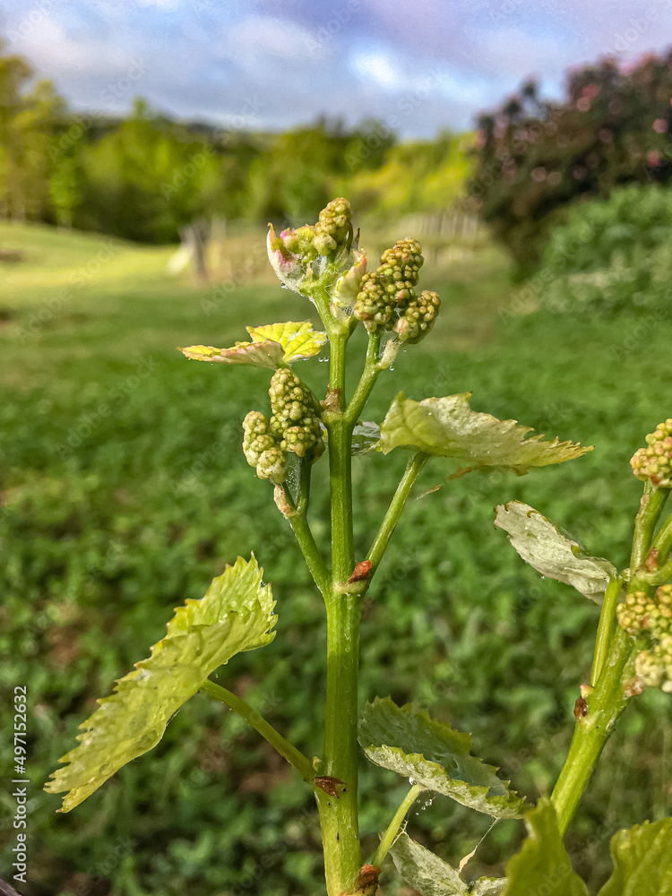 Grapevine close-up during bud break with clusters of new grape growth. Grapevine close-up during bud break with clusters of new grape growth.