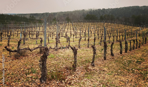 Billede på lærred Rows of grapevines during the fall with no leaf growth on the vines