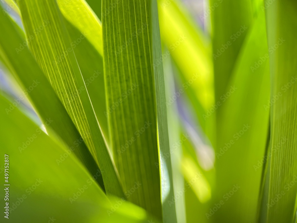 green leaves background green leaves background