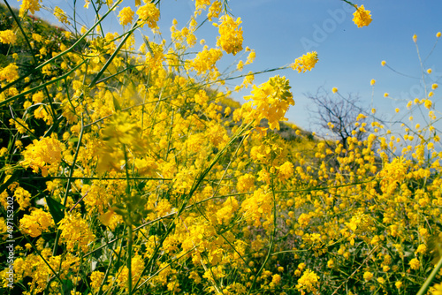 close up of yellow flowers against blue sky 
