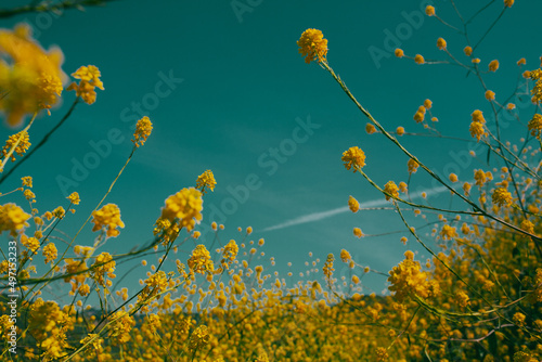Yellow flowers against sky