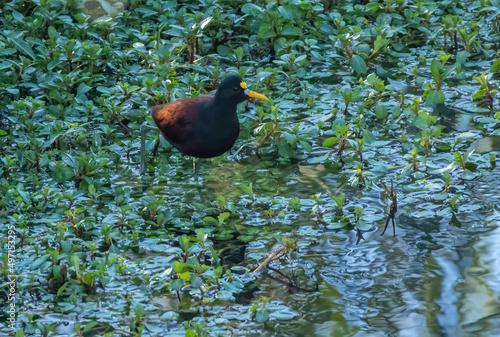 A rare bird for the united states, the northern jacana walks across aquatic vegetation in the Santa Cruz River in Tucson Arizona.  photo