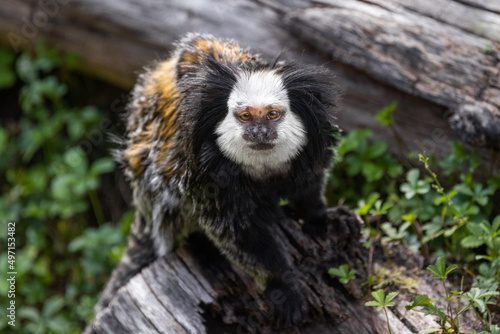 Wallpaper Mural A white-headed marmoset sitting on a fallen tree trunk and looking up into the camera Torontodigital.ca