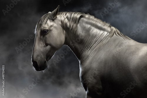 Grey lusitanohorse run free on desert dust