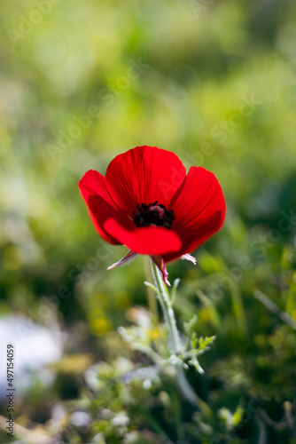 Red Flower Nature Green Summer Spring 