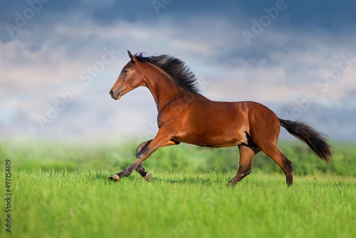 Horse run on green field