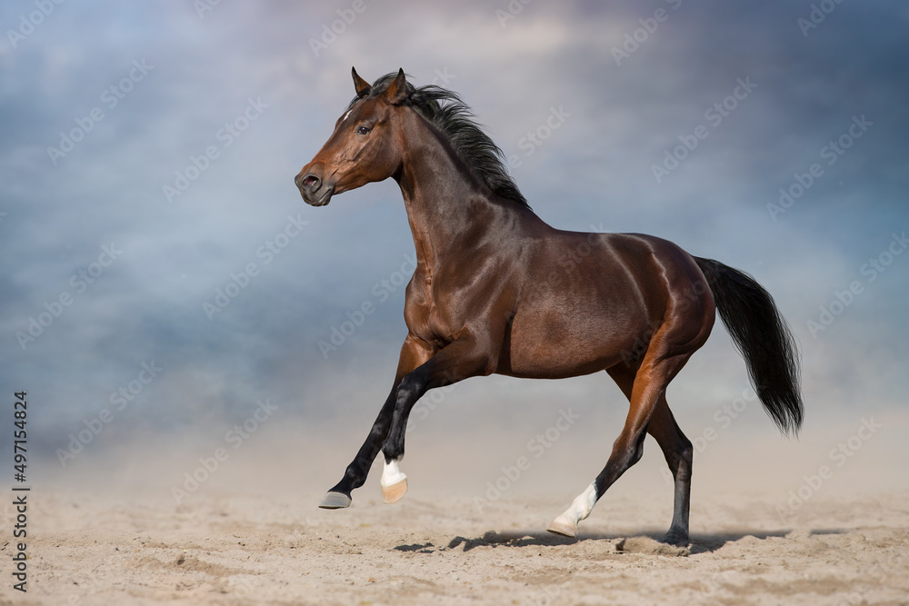 Obraz premium Horse free run gallop in desert storm