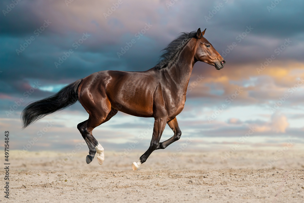 Obraz premium Horse free run gallop in desert storm