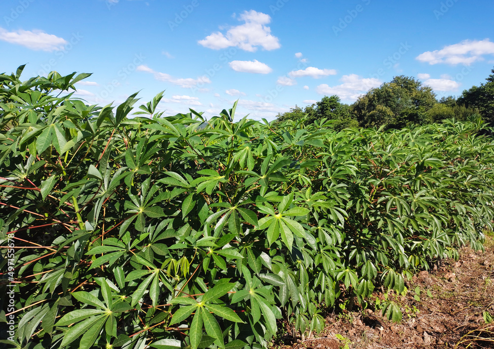 Closer Manioc, or cassava plantation under the sunlight in Rio Grande do Sul State, southern Brazil.