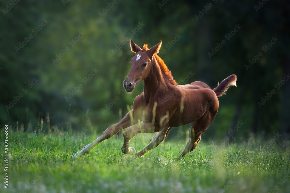 Cute red foal on green pasture at sunrise Cute red foal on green pasture at sunrise