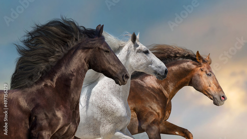 Horses with long mane run gallop against beautiful sky