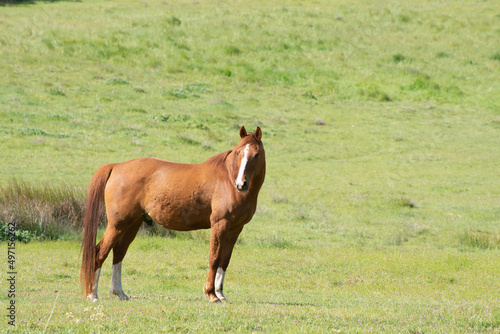Brown horse green field white stripe