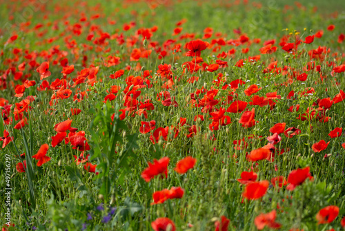 Field with poppies in Cristur, Sieu, Bistrita, Romania, 2020 © Laurenx
