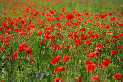 Field with poppies in Cristur, Sieu, Bistrita, Romania, 2020